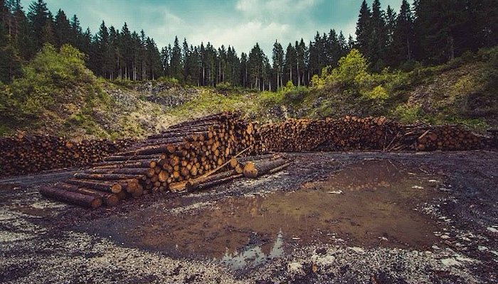 Read How Deforestation negatively impacts biodiversity&nbsp;&nbsp; by Claire Mc Donald