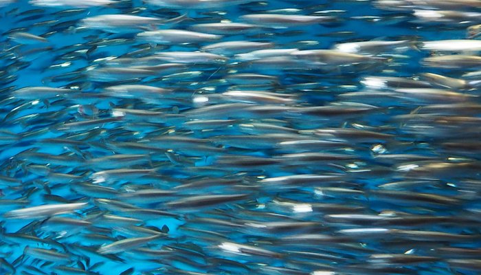 Read Marine World by Mark Smith