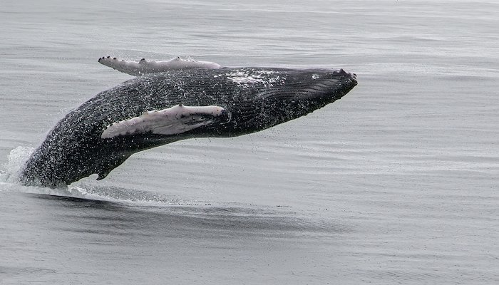 Read National Biodiversity Week 2025 by Clean Coasts