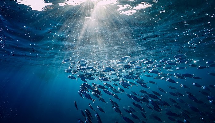 Read Pacific power: A blueprint for global fisheries by IW:LEARN