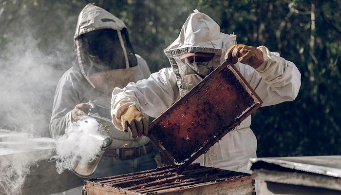 Read The sisterhood of the beehive by United Nations Development Programme