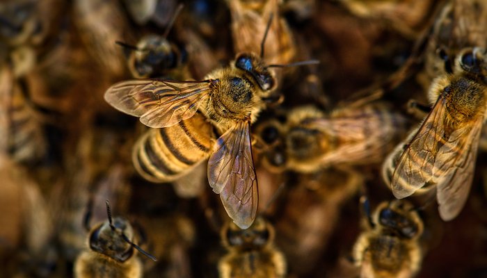 Read Buzzing for Change&nbsp; by 