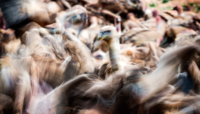 Read Gore by Vincent