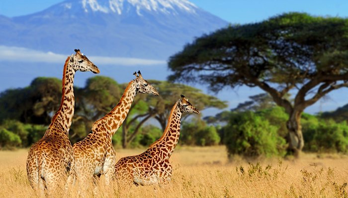 Read PARK HOUSE ENGLISH SCHOOL | KENYA by Trans World Educational Experiences