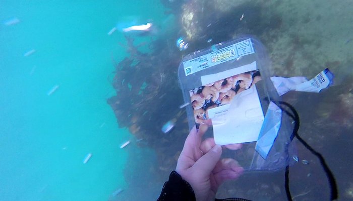 Read It's World Ocean Day 2025 - Why is the Ocean Drowning in Plastic? by Clean Coasts