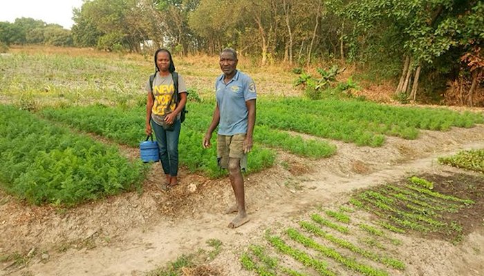 Read From Cashews to Climate Action by UN Volunteers
