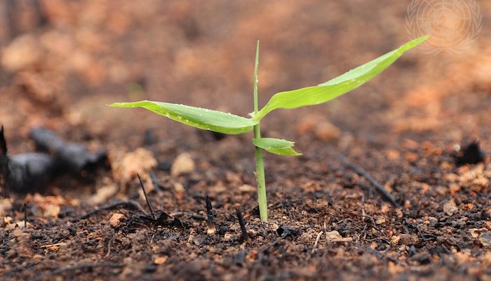 Read Planting seeds of change through UNEP UNV Young Talent Pipeline by UN Volunteers