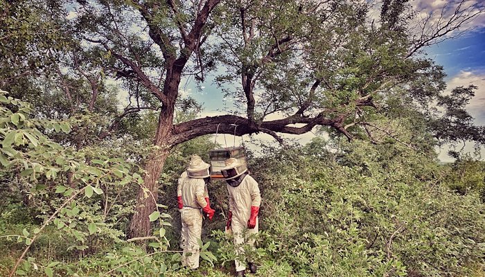 Read A Sweet Solution to a Mammoth Problem by UNDP Nature