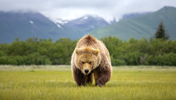 Read Katmai National Park by Scott Richardson
