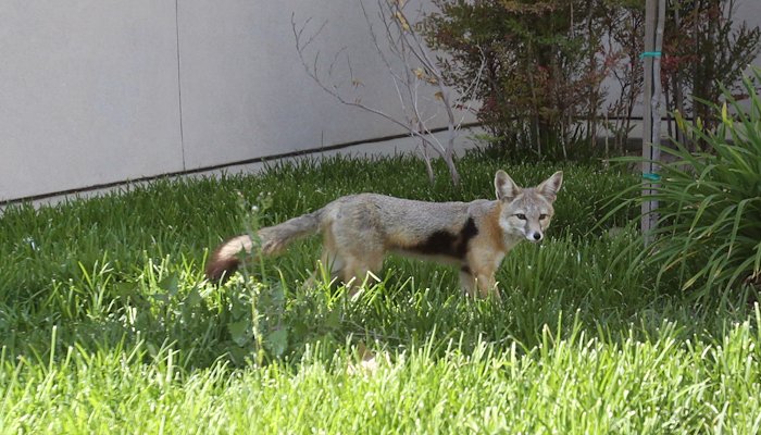 Read CSUB receives grant for kit fox research project by James Burger