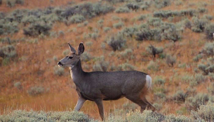 Read Wild Things by Mark Smith