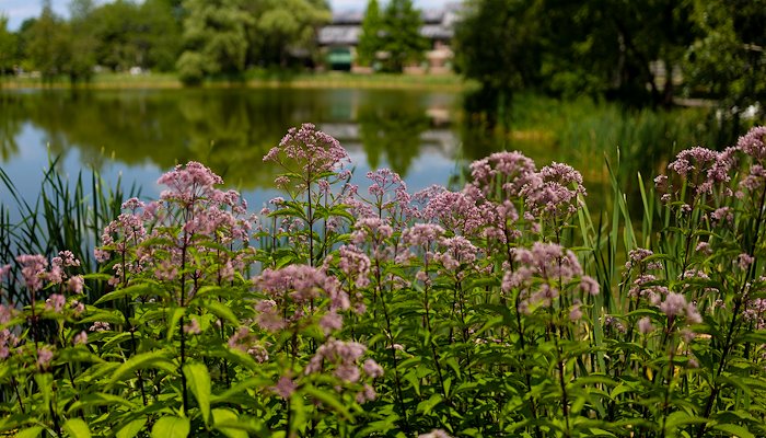 Read This Summer at Bates by Bates College