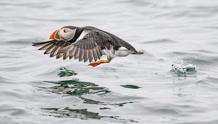 Read North Atlantic Bird Colony by Retired Trekkers