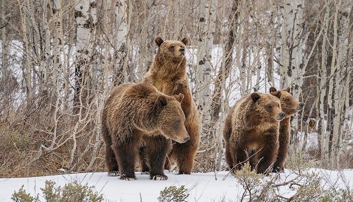 Read An American Icon Under Threat by Peak Design