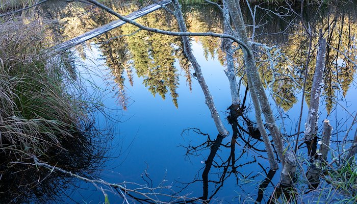Read BWCA Angleworm Trail by Heather Horgen