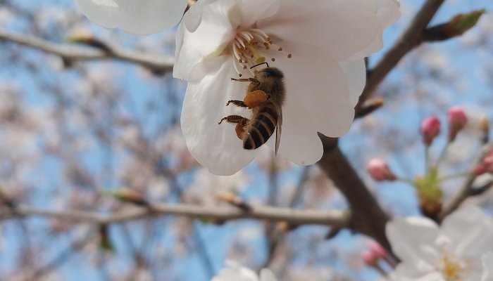 Read Bee by The moment