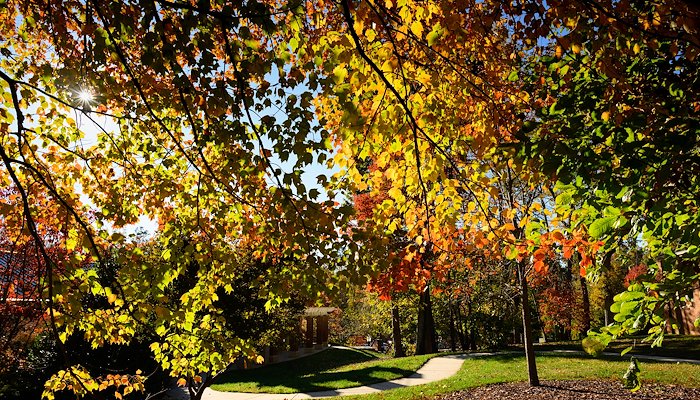 Read Fall in the Forest by Wake Forest University