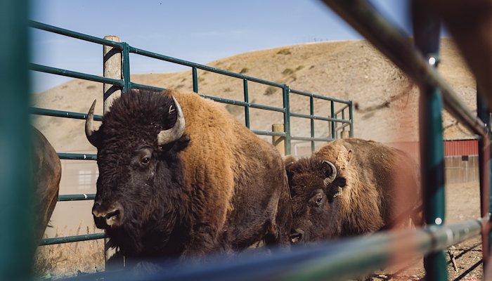 Read Buffalo Restoration with INDIGENOUS LED by Rivian