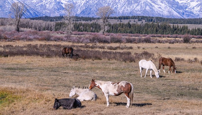 Read Grand Tetons by Tom Dorsz