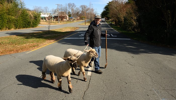 Read Seeking Pasture by Wake Forest University