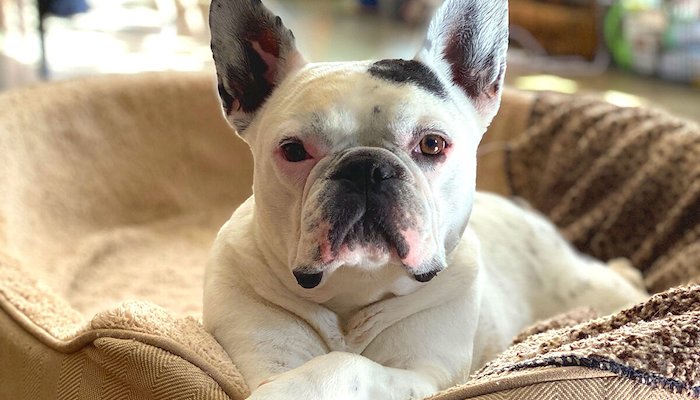 Read Beloved French bulldog inspires a new way of treating nasal tumors in dogs by Vet Med