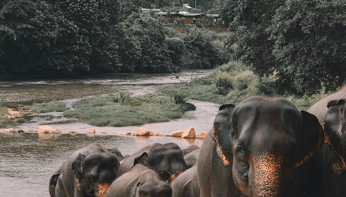 Read RAD | SRI LANKA by Trans World Educational Experiences