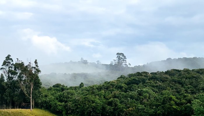 Read Corredor del Agua y el Oso Andino by PNUD Colombia