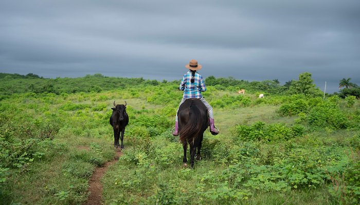 Read Les femmes qui nourrissent Cuba by United Nations Development Programme