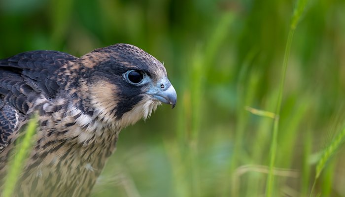 Read Urban Peregrines by Vincent