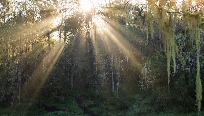 Read Into the Mist by Compelling Story