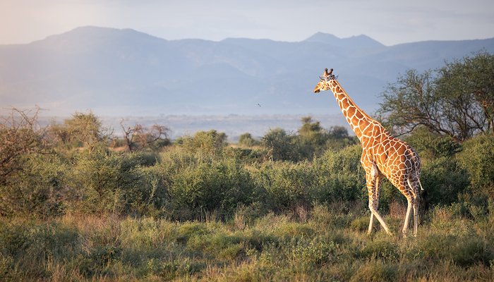 Read Under Samburu Skies by Compelling Story
