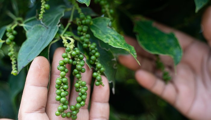 Read Beating the Heat Boosts Incomes for Women Pepper Farmers in Cambodia by Asian Development Bank