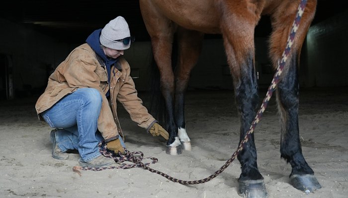 Read No foot, no horse by Lori Marshall