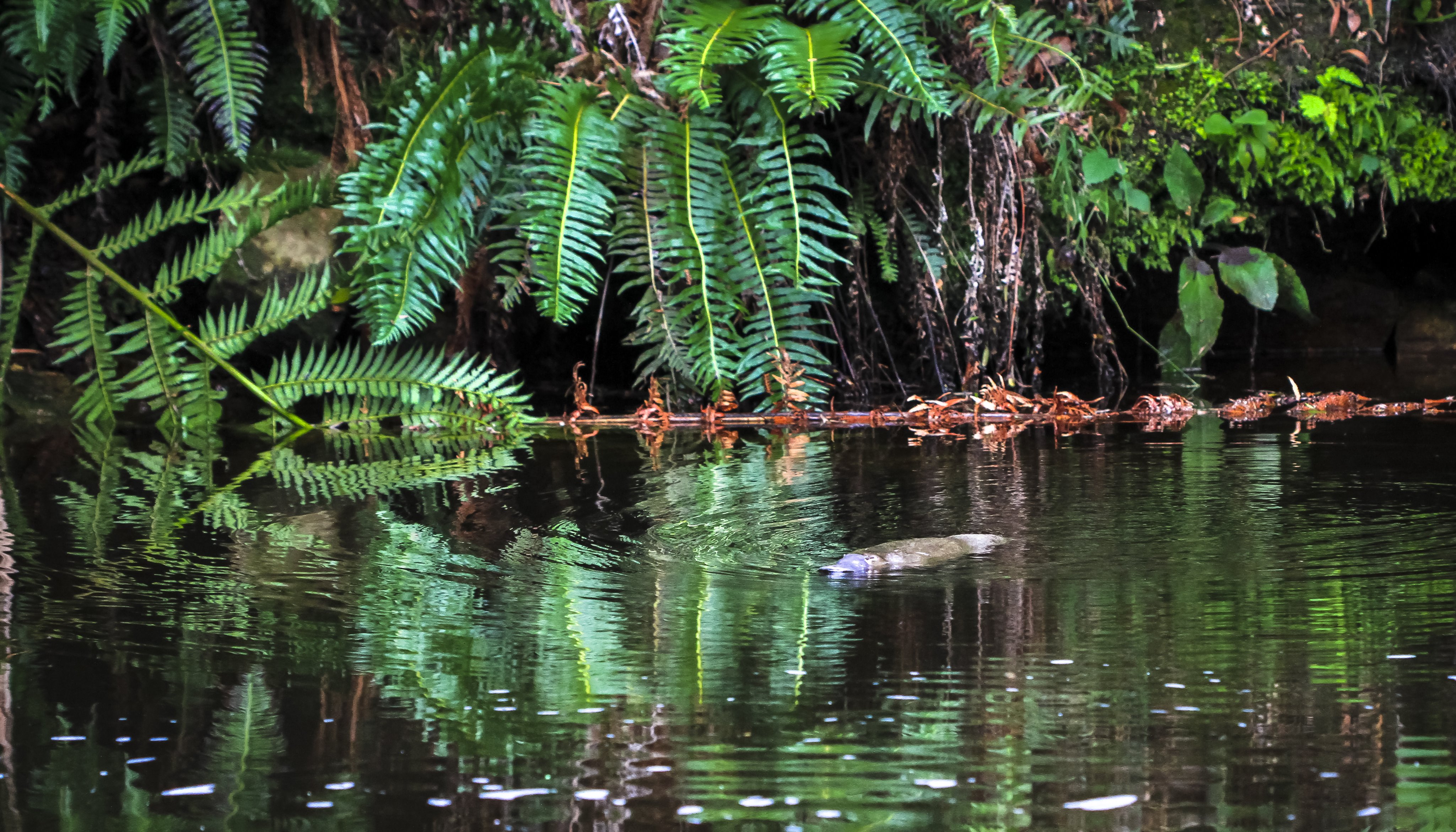 Read The platy-project by ACF