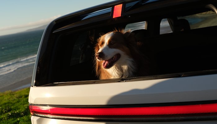 Read National Pet Day by Rivian