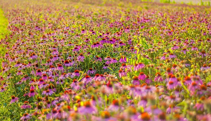 Read The Echinacea field by David Sakelsek