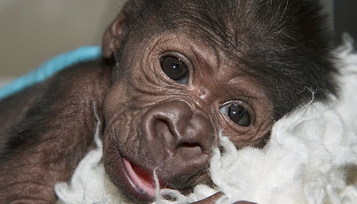 Read One Little Gorilla's Story by San Diego Zoo Global Wildlife Conservancy