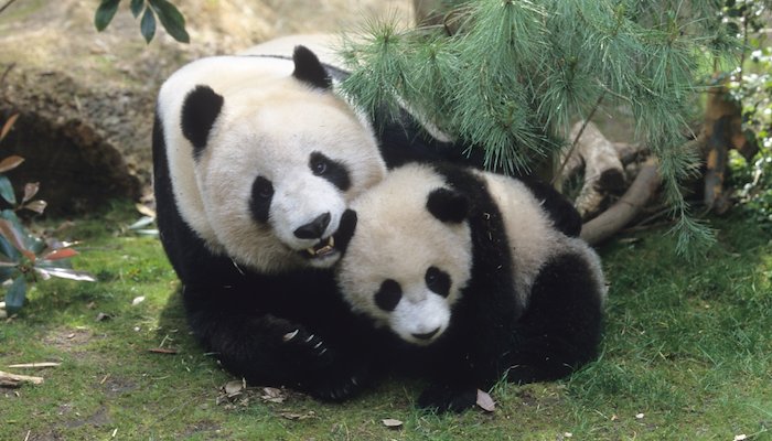 Read Our Giant Panda Supermom by San Diego Zoo Global Wildlife Conservancy