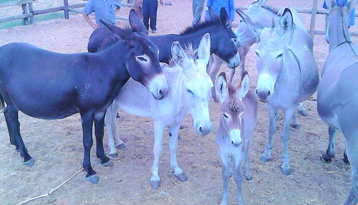 Read Donkey Milk Products Nourishing People’s Skin by USAID Southern Africa