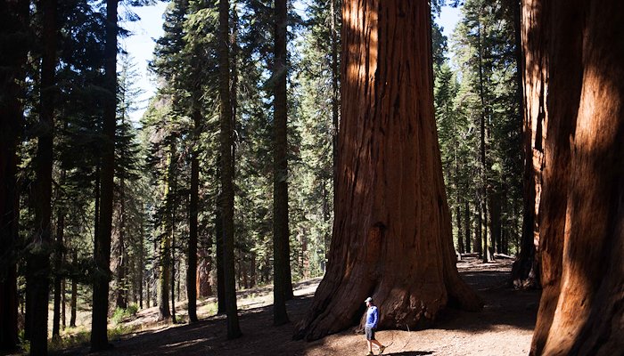 Read Sequoia National by Lately Traveled