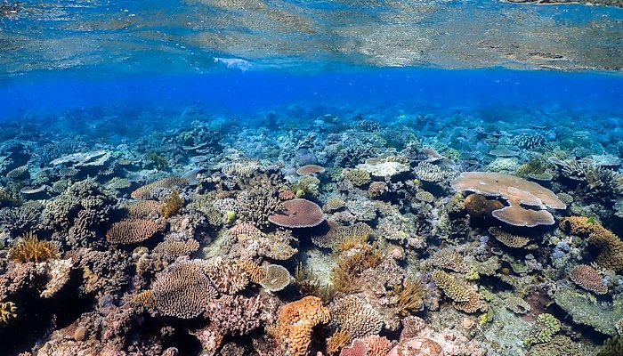 Read Stopping Scarborough, saving the reef by ACF