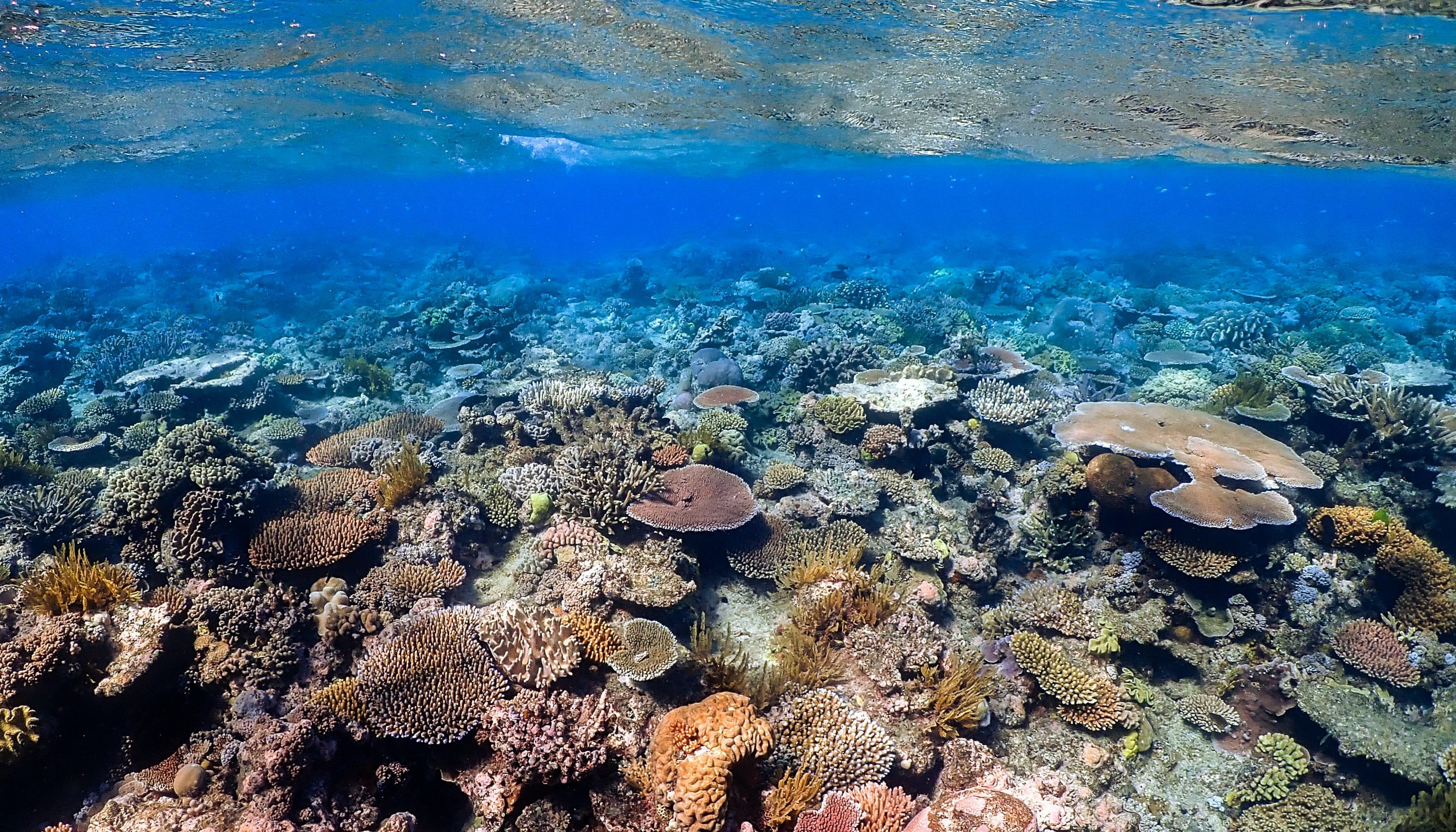 Read Stopping Scarborough, saving the reef by ACF