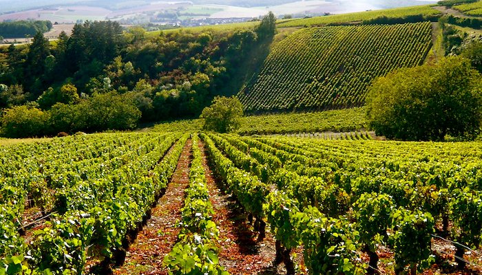 Read Ma balade viticole en Auxerrois by Auxerrois Tourisme