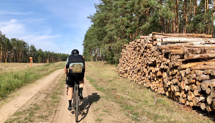 Read Exploring GDR's old pine forests by Gravelocity