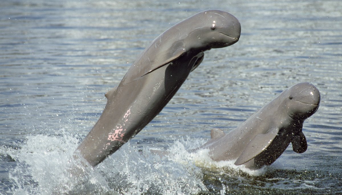 Read Innovative Dolphin-Saving Devices Bring Hope for Remaining River Dolphins by WWF