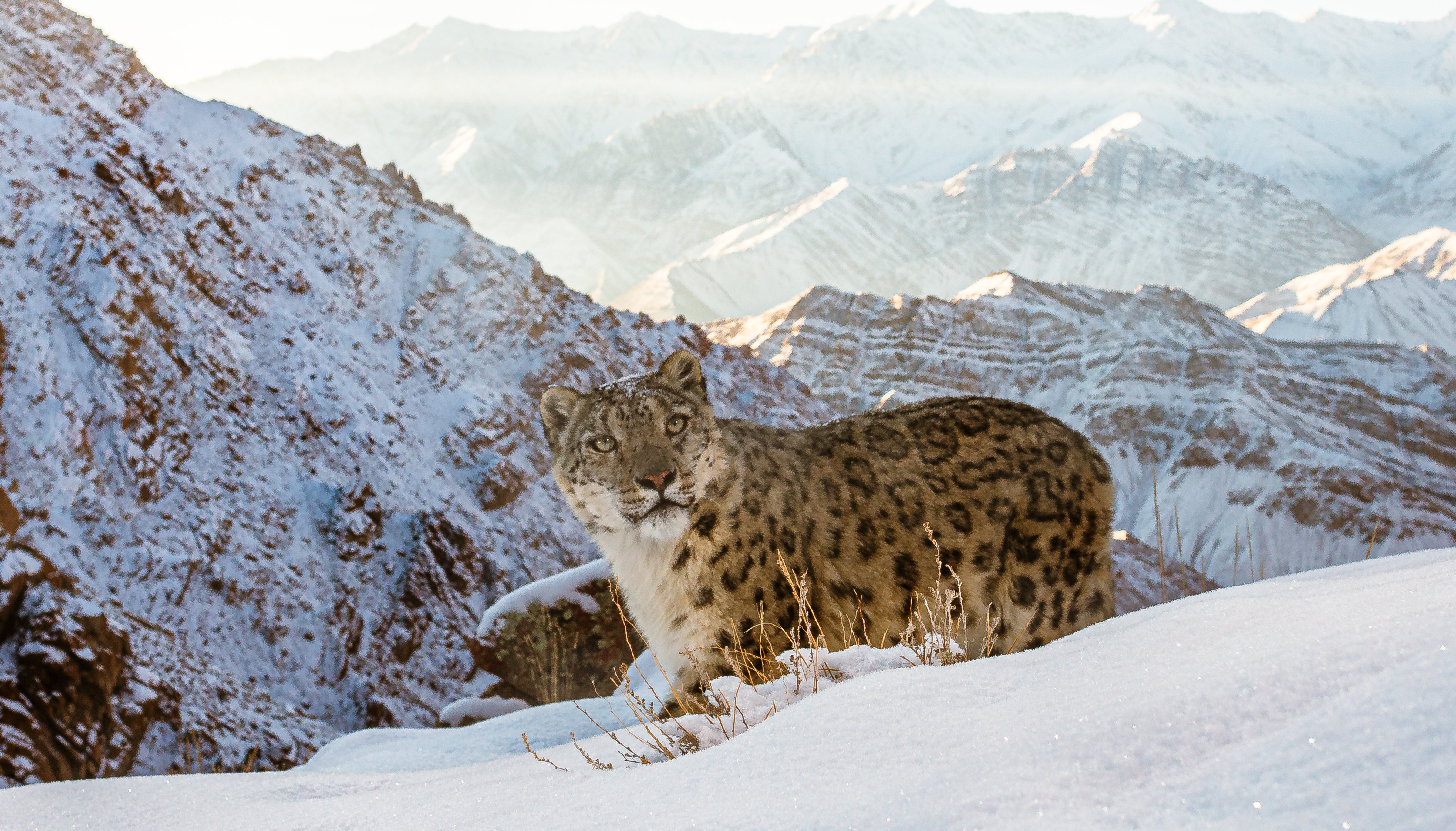 Read In Search of the Snow Leopard by WWF