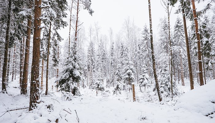 Read Swedish Winter by Dan Magnus Lindvall