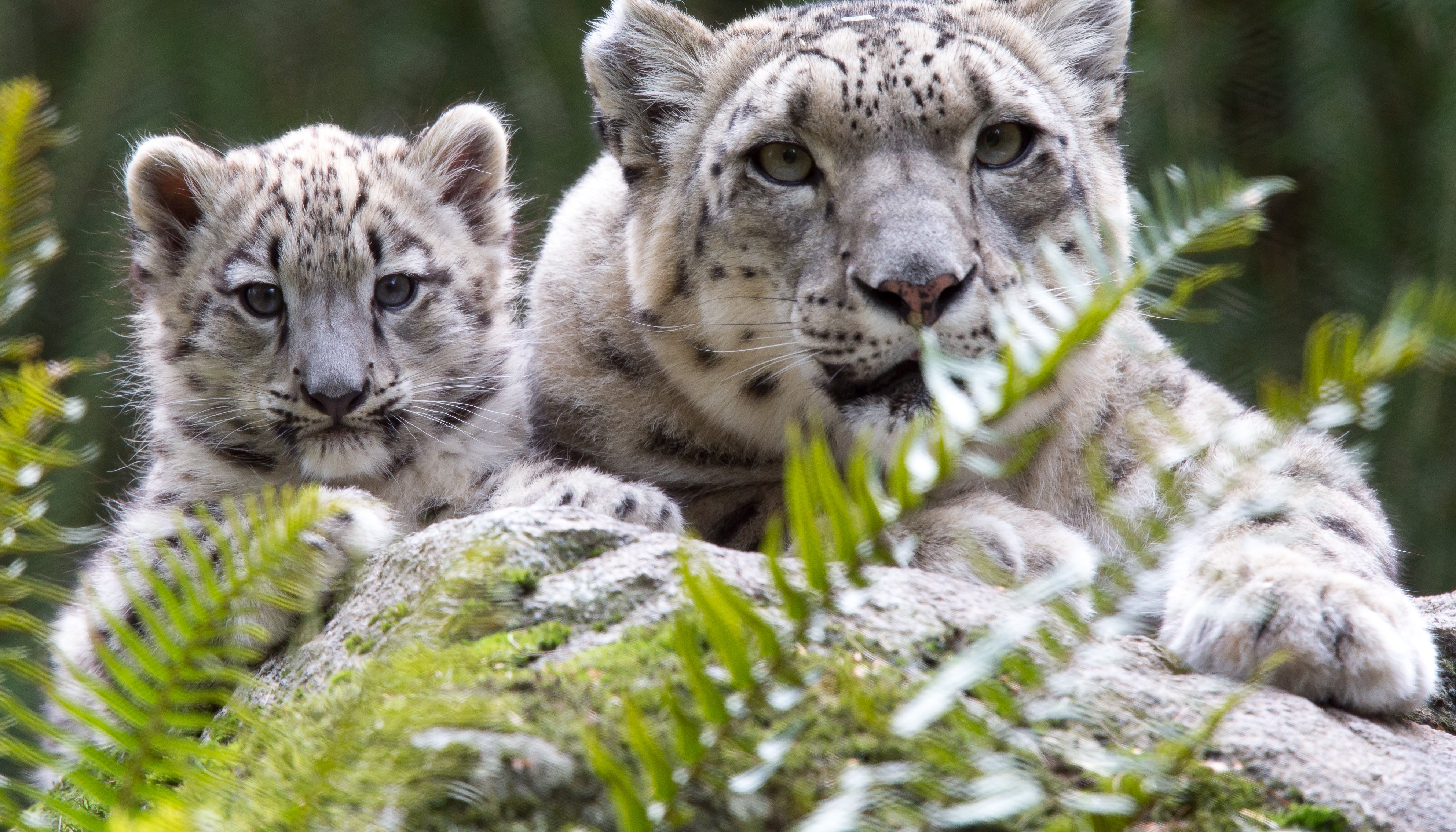 Read Woodland Park Zoo Gift Guide by KIRSTEN PISTO