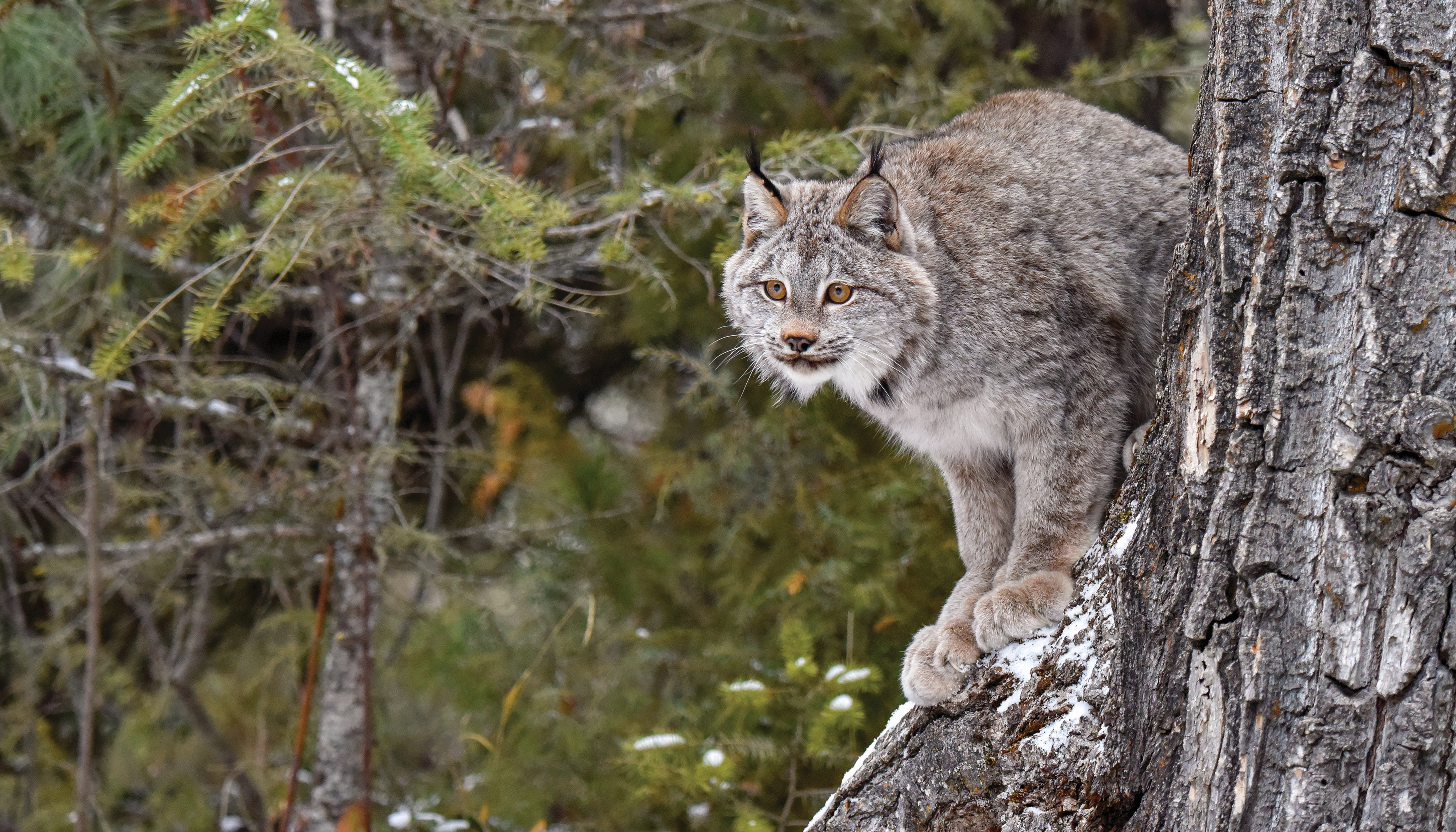 Read SUPPORT RECOVERING AMERICA’S WILDLIFE ACT by KIRSTEN PISTO