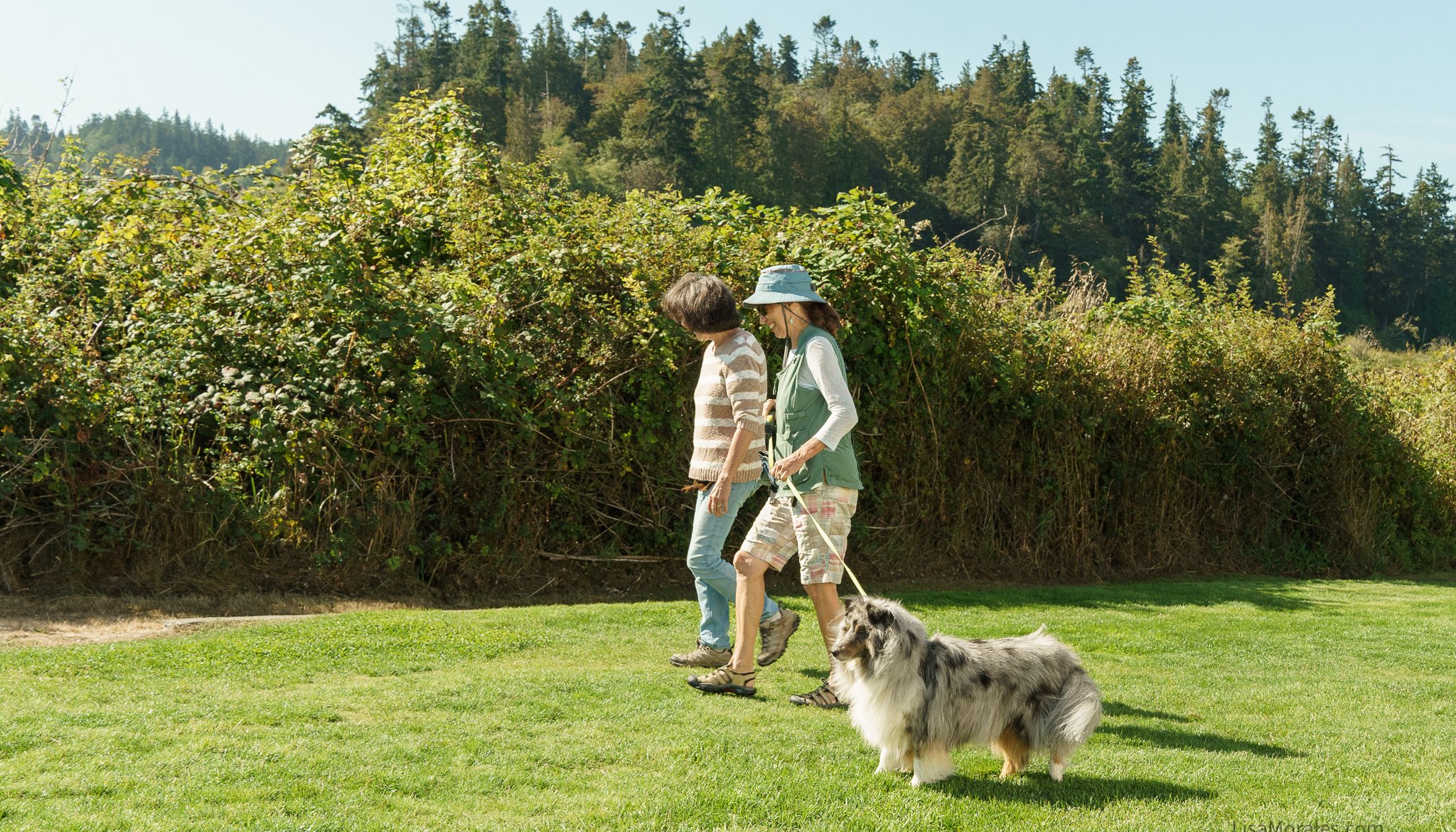 Read Dog-Friendly Whidbey Island by Lisa Morales